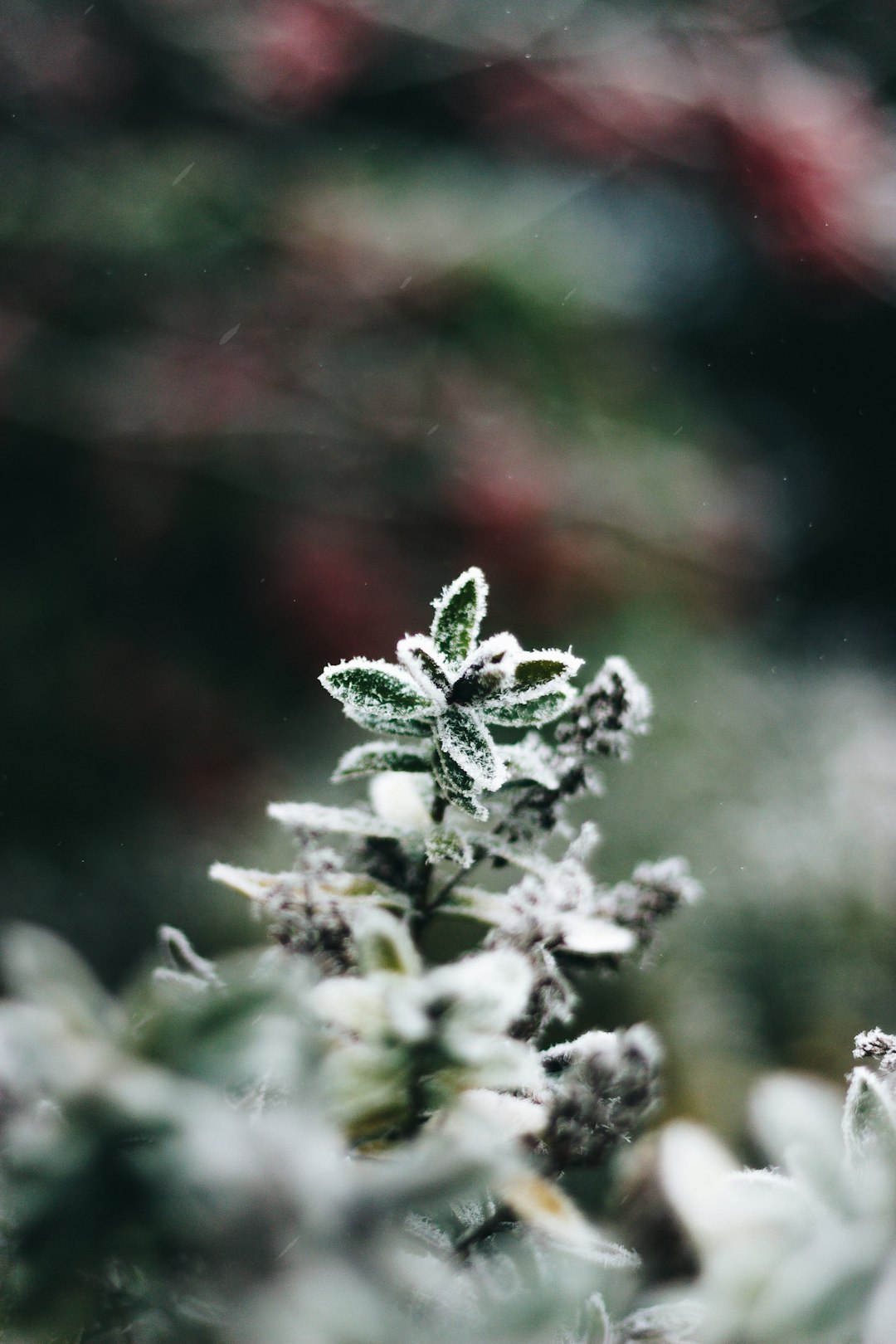 snow covered green plant