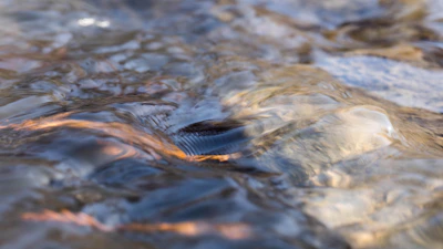 Close-up of water rippling gently over smooth stones, reflecting soft lilac and white hues.