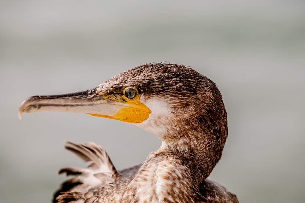 selective focus photography of brown long-beak bird