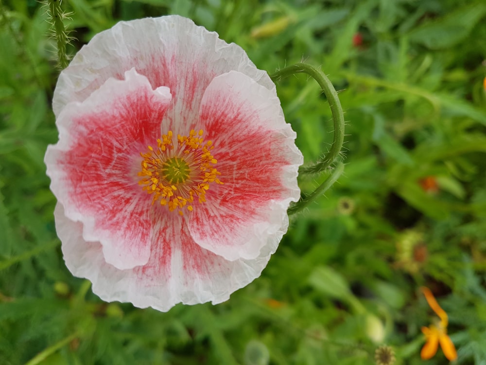 selective focus photography of pink and red flower