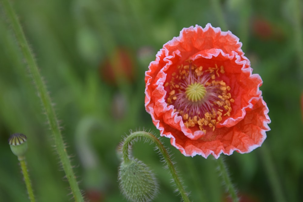 orange flower on selective focus photography