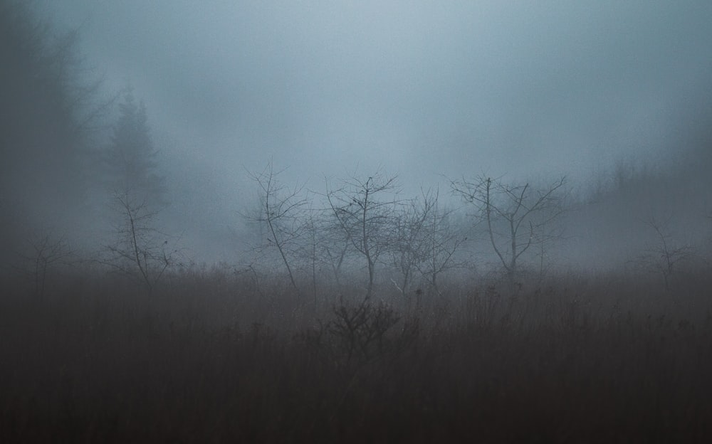 leafless trees under white skies