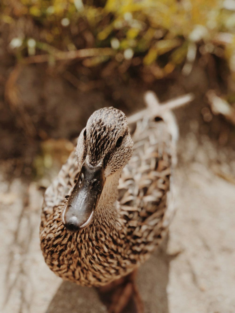 selective focus photography of brown duck