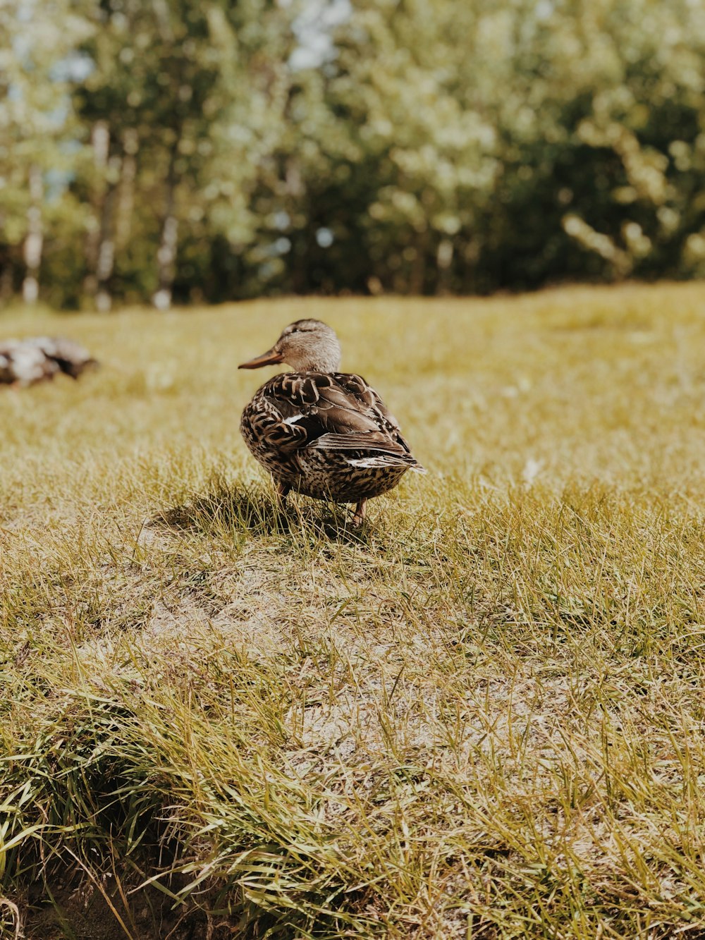 female Mallard duck standing on grassland