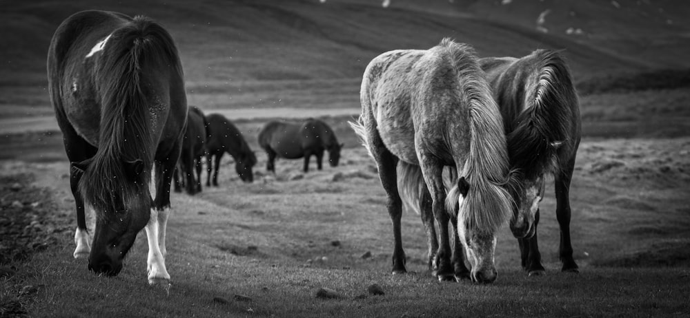 grayscale photography of horses on grass field