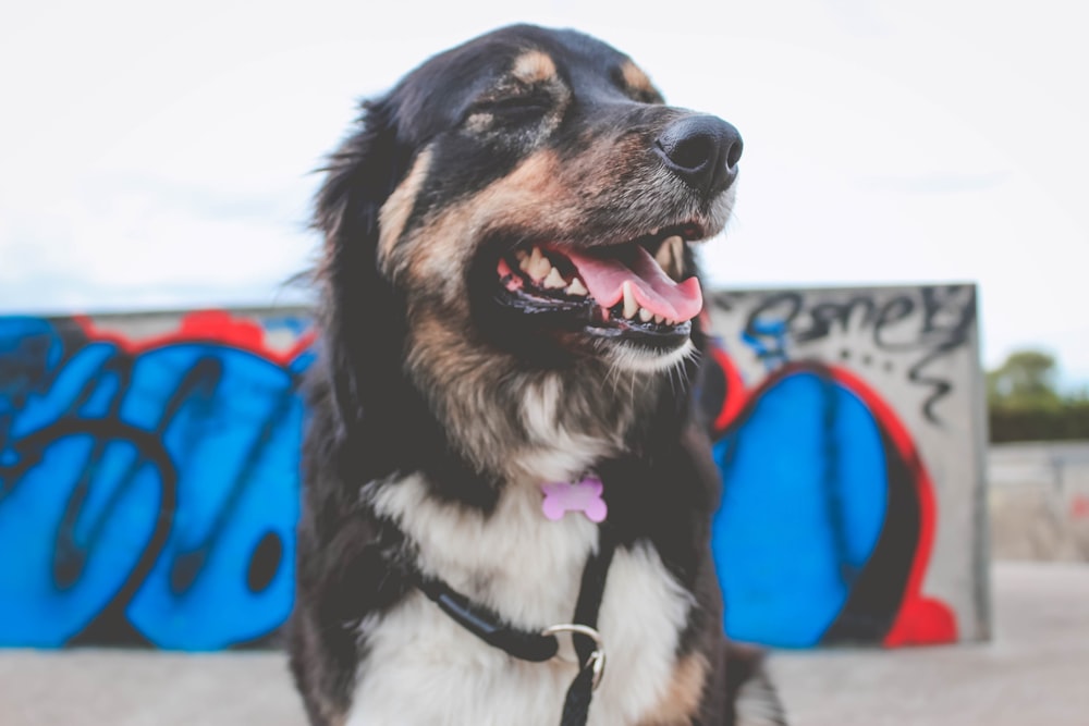 black and tan dog near graffiti wall