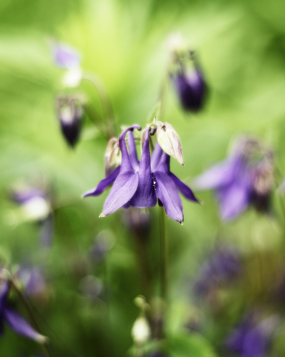 selective focus photography of purple flower