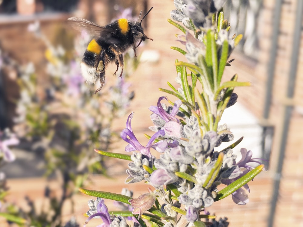 Biene, die tagsüber in der Nähe von lila Blütenblättern fliegt