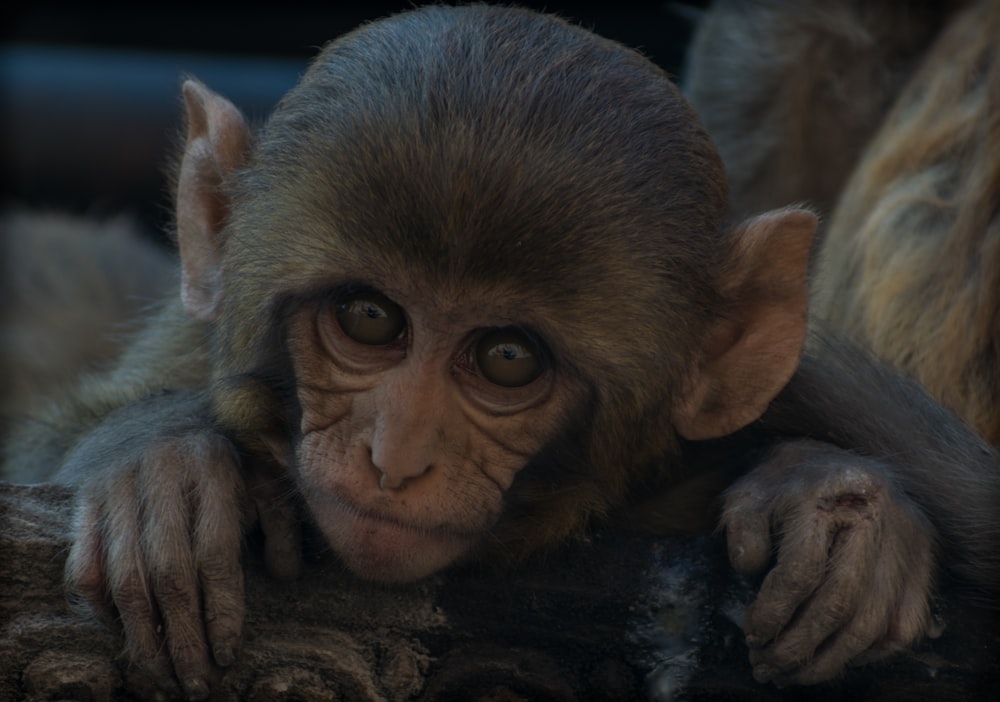 close view of baby primate