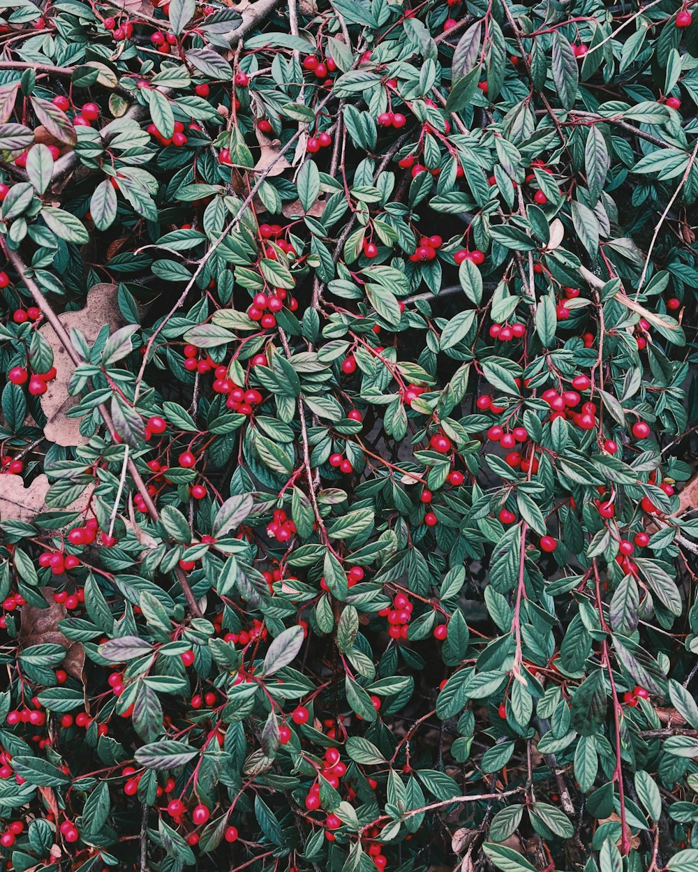 photograph of red fruits and leaves