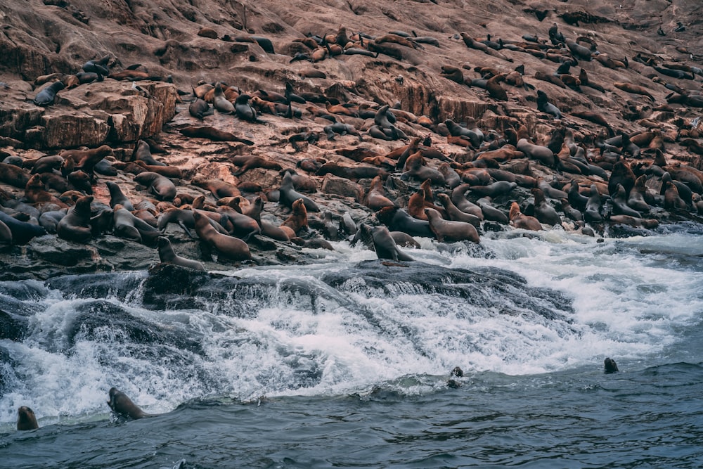 group of sea lions on shore