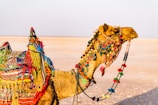 brown camel on brown open field during daytime