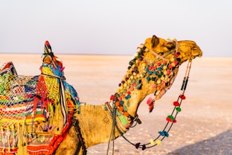 brown camel on brown open field during daytime