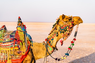 brown camel on brown open field during daytime