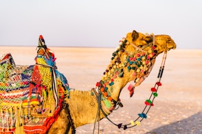 brown camel on brown open field during daytime