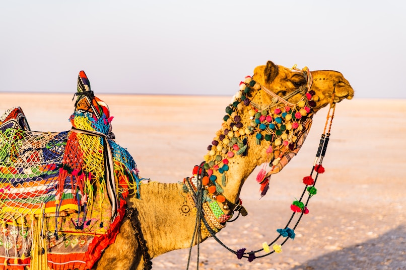 brown camel on brown open field during daytime