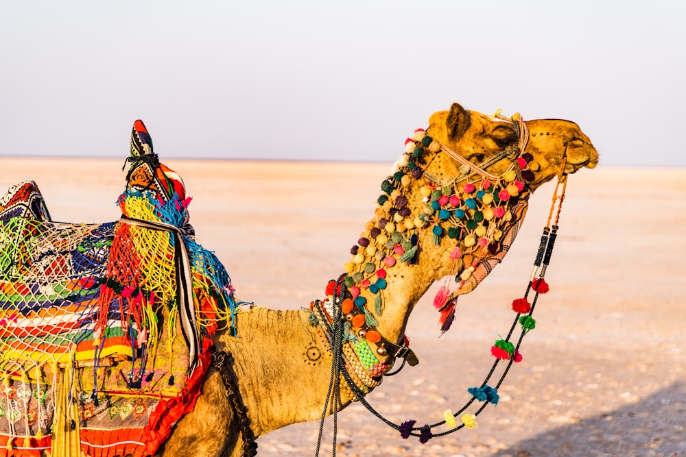 brown camel on brown open field during daytime