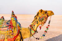 Best Craft Beer Bars in Kutch for Serious Beer Drinkers