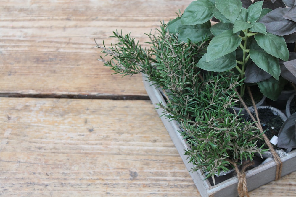 green leaves on brown wooden table