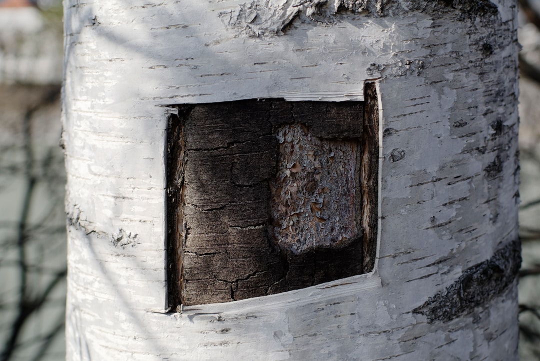 tree trunk in closeup photo