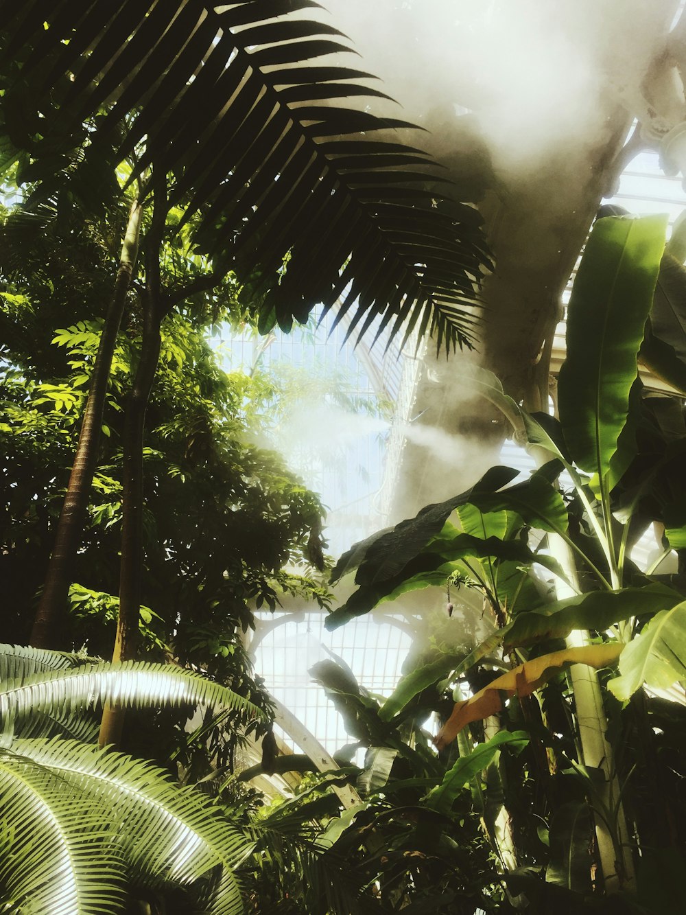 coconut tree and banana plants with sunlight passing through