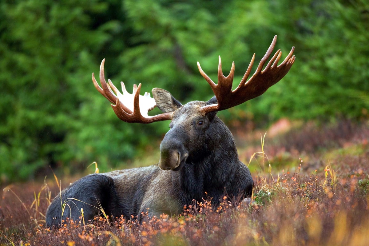 Moose moose moose