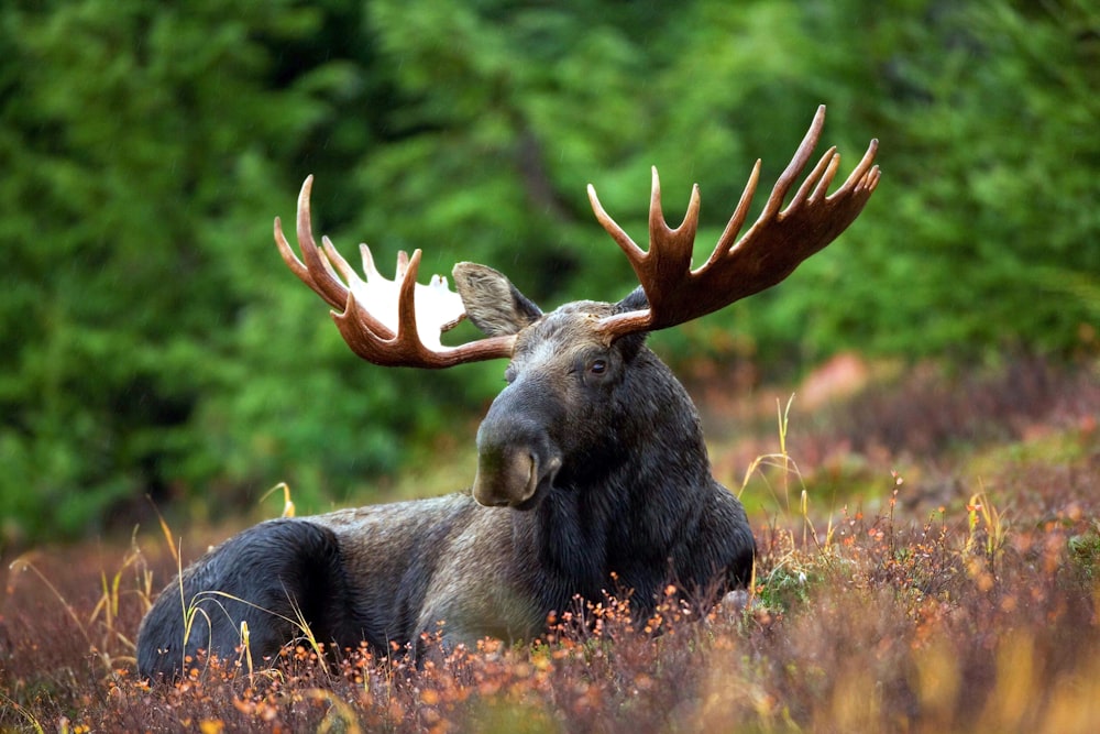 black moose lying on field during daytime