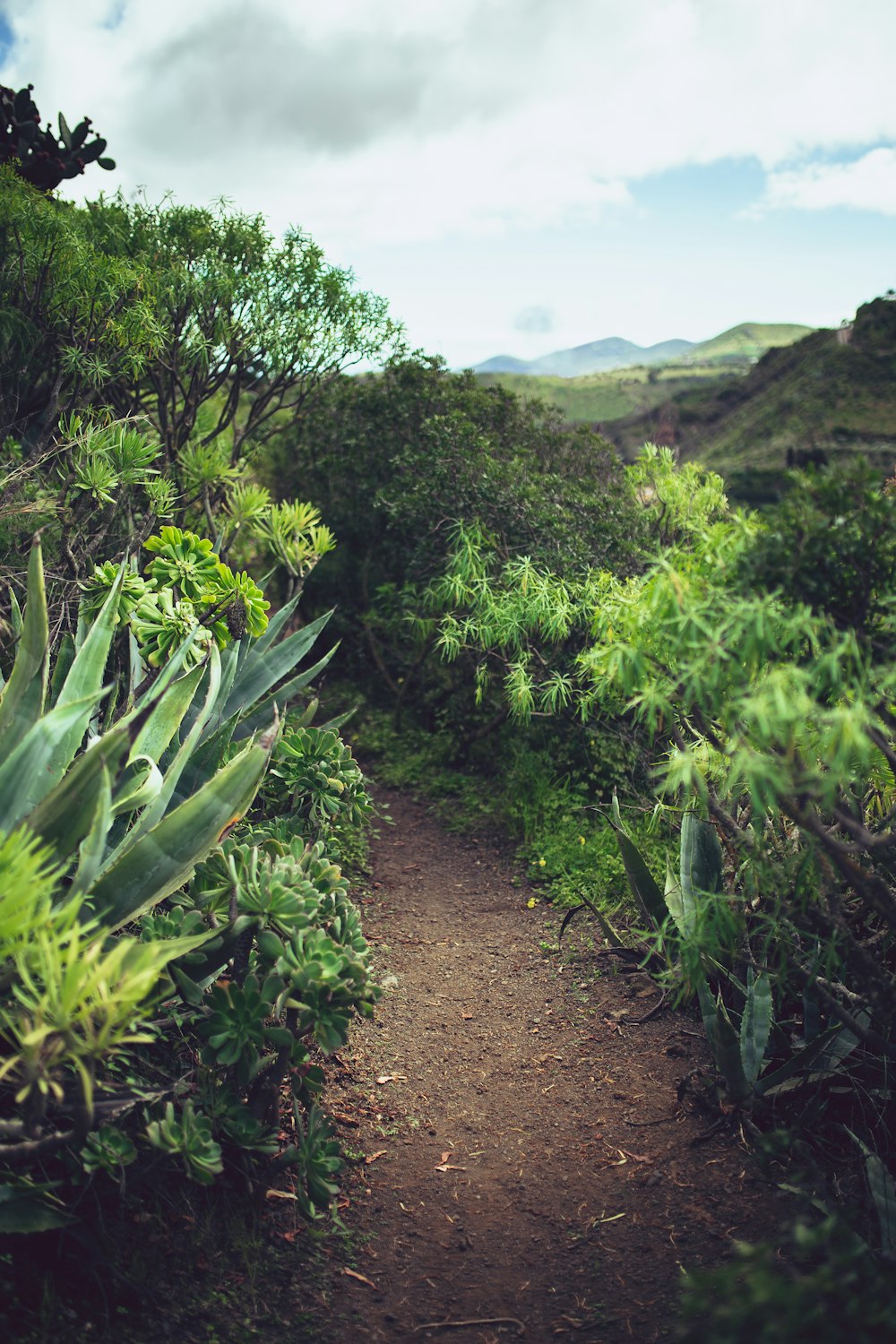 green-leafed plants