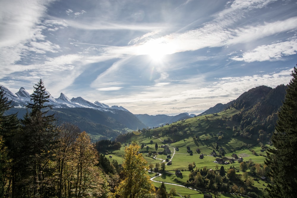 aerial view photography of trees at daytime