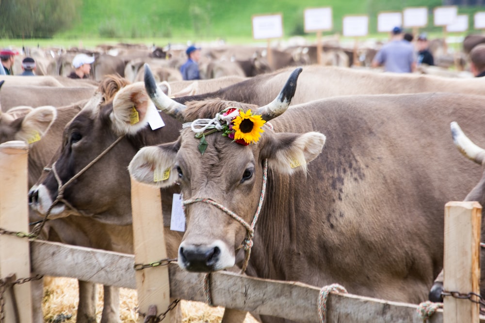 brown cow