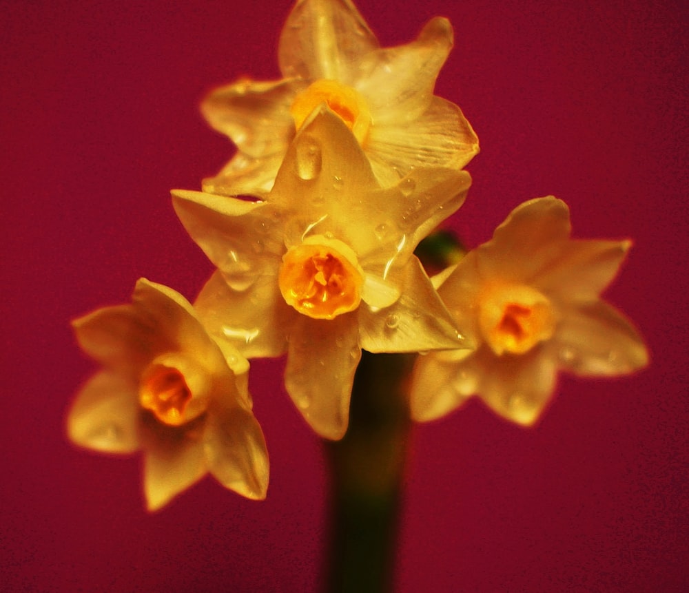 fiori dai petali gialli sulla fotografia a fuoco