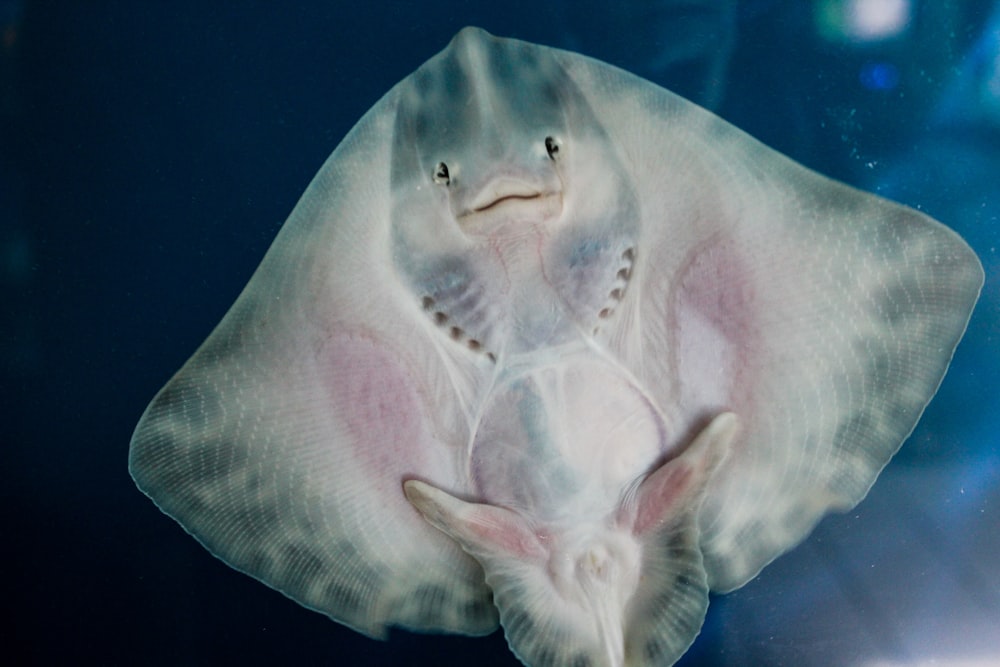 low angle photo of stingray