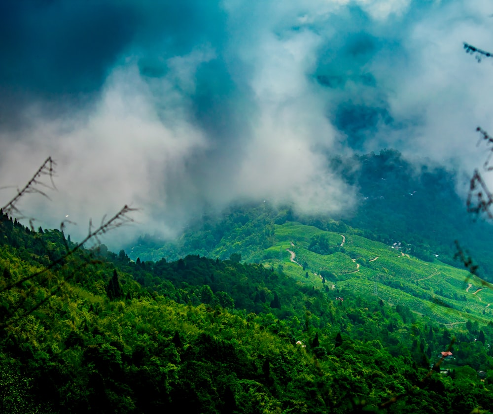 green-leafed trees