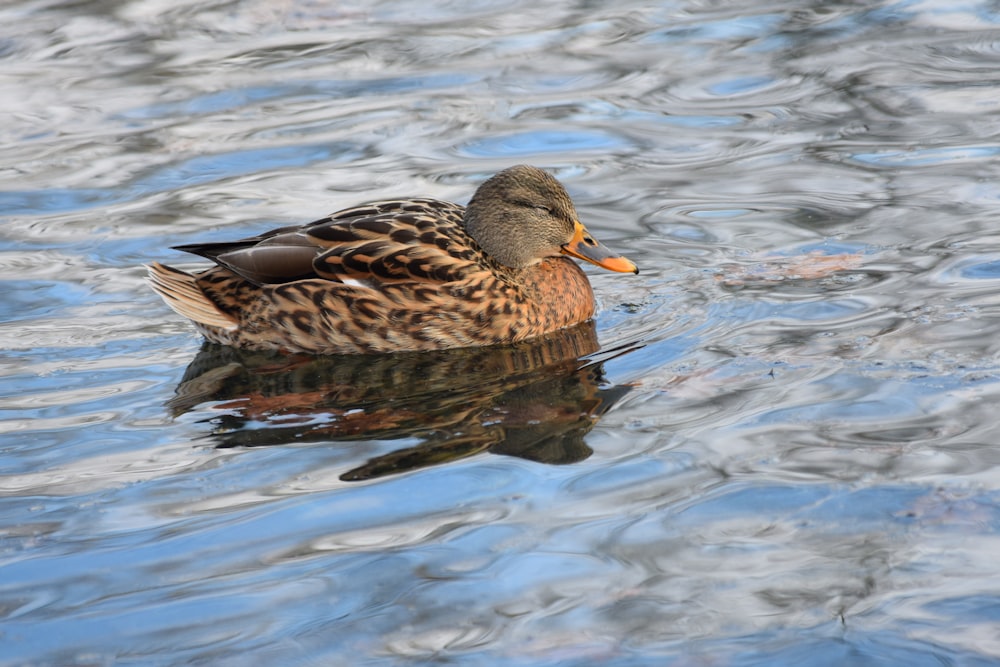 brown duck floating on water