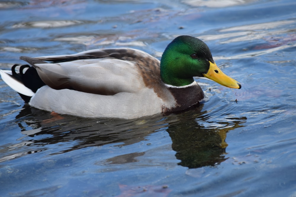 green and gray mallard duck on body of water