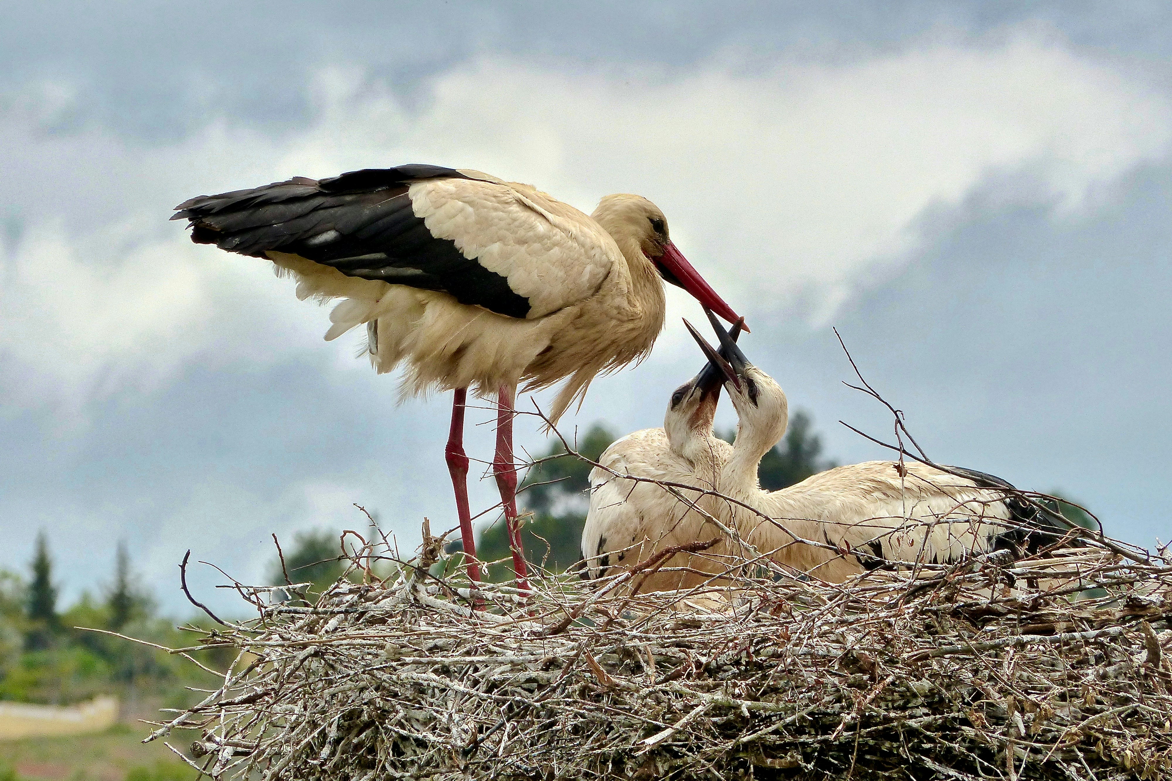 three white and black birds on nest during daytime