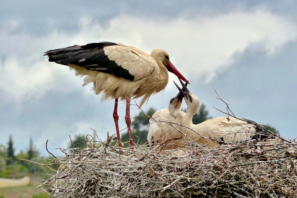 three white and black birds on nest during daytime