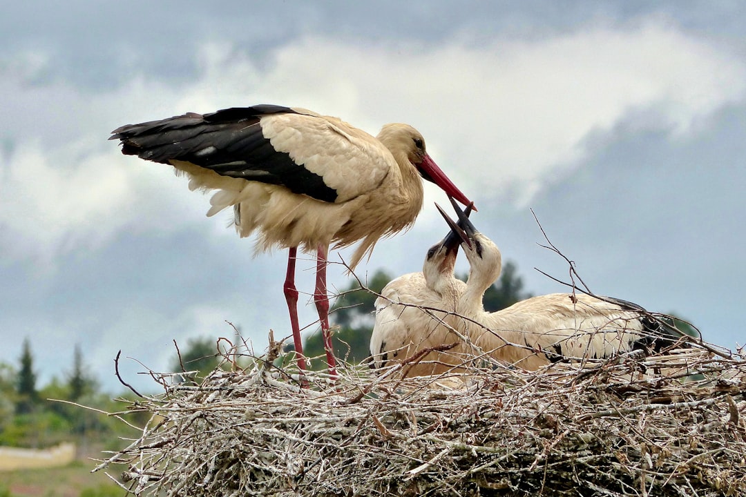  three white and black birds on nest during daytime stork