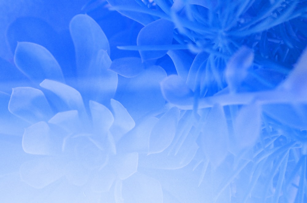 a close up of a blue flower with a blurry background