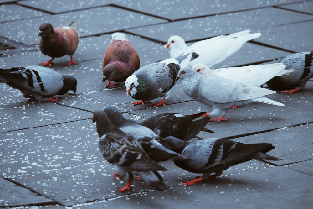 flock of pigeons on gray surface