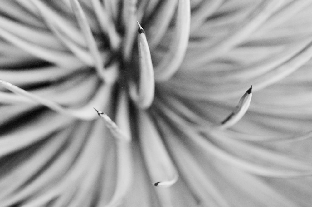 focus photography of flower petale
