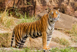 Ranthambore