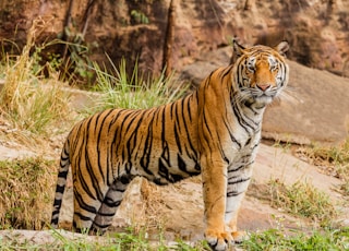 brown and black tiger on focus photography