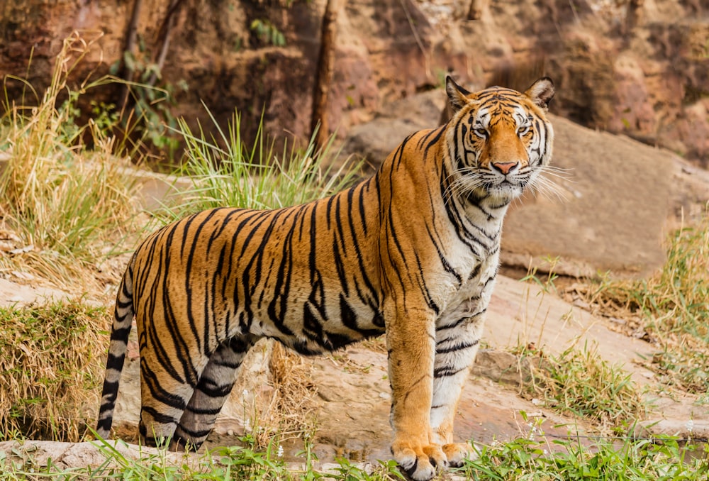 brown and black tiger on focus photography