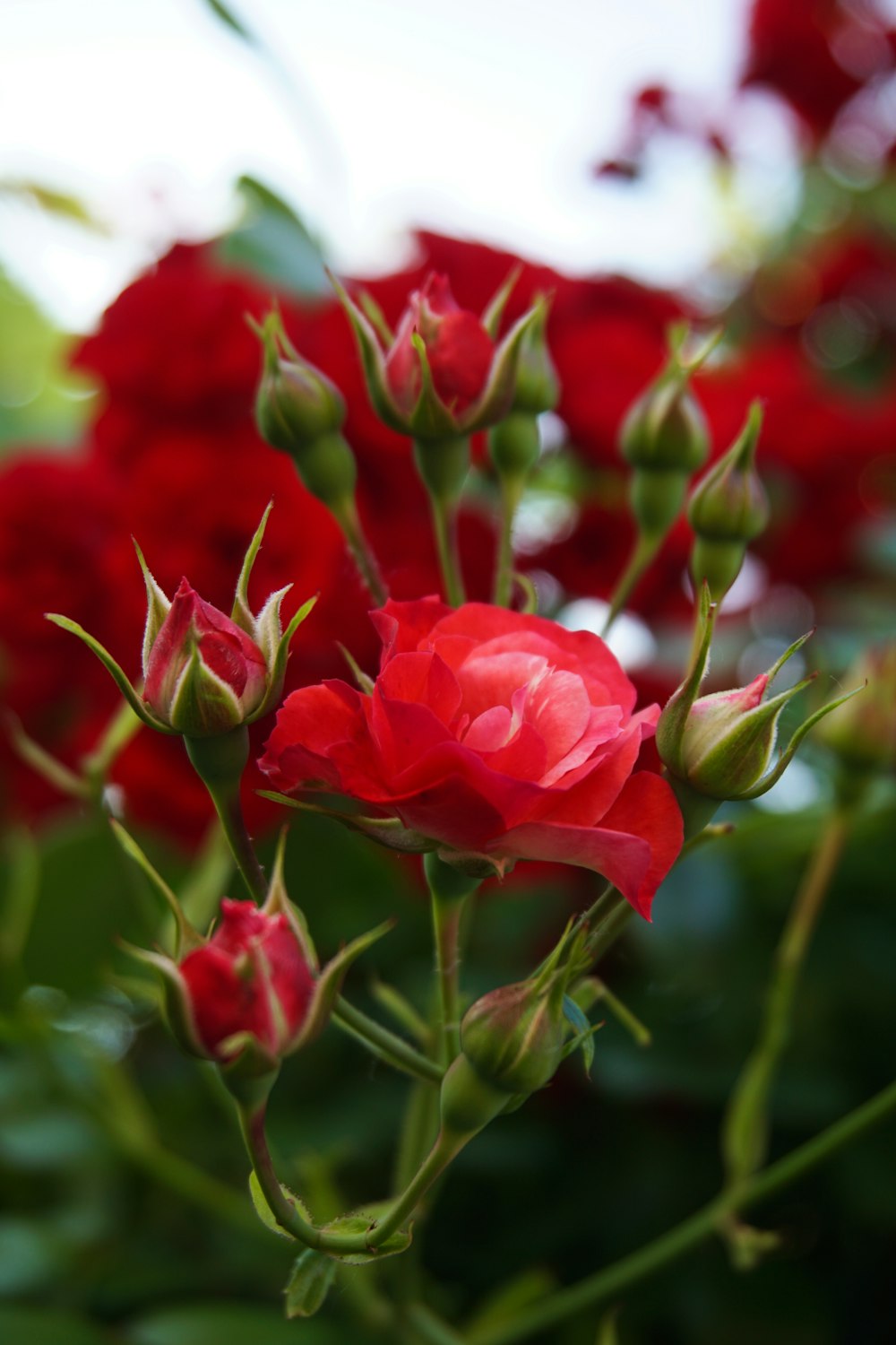 close up photo of red petaled flower