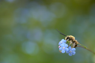 bee pollinating blue petaled flower during daytime
