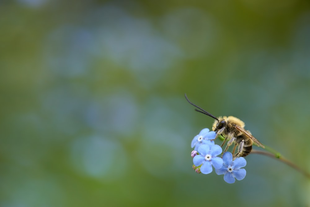 abelha polinizando flor de pétalas azuis durante o dia