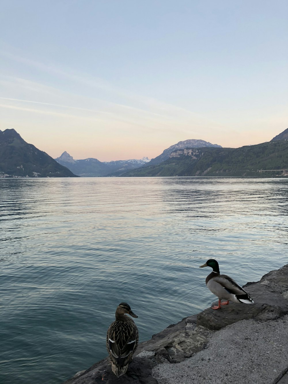 two Mallard ducks standing near body of water during clear blue sky