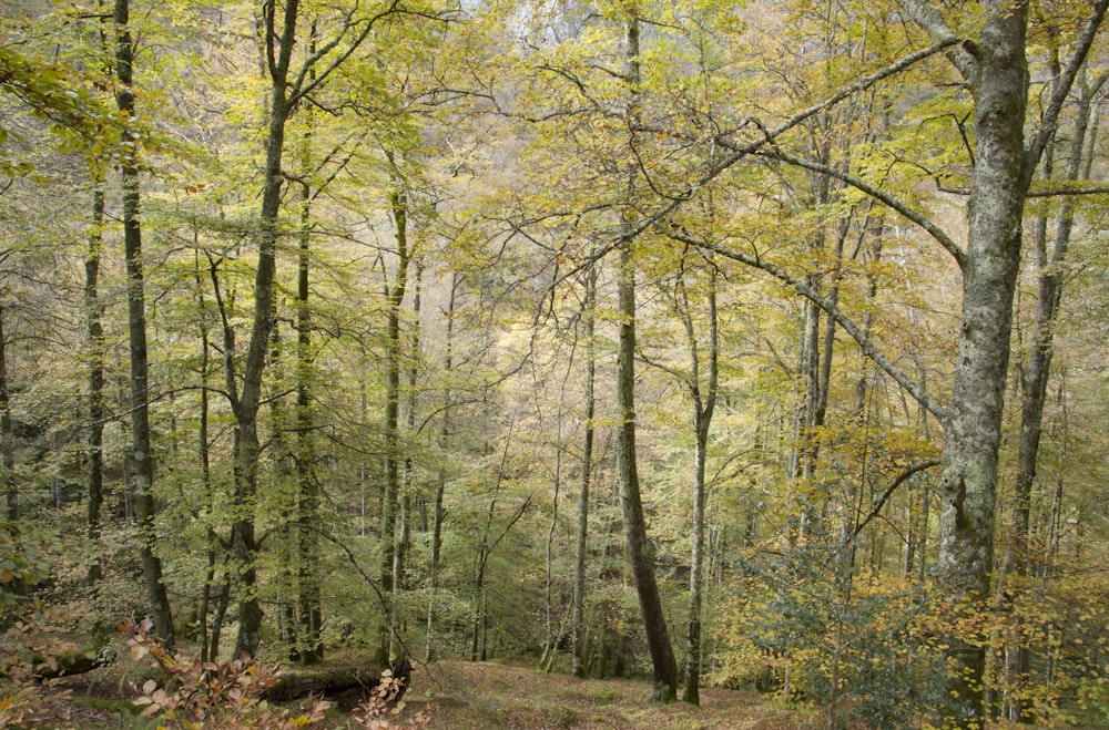 view of forest trees