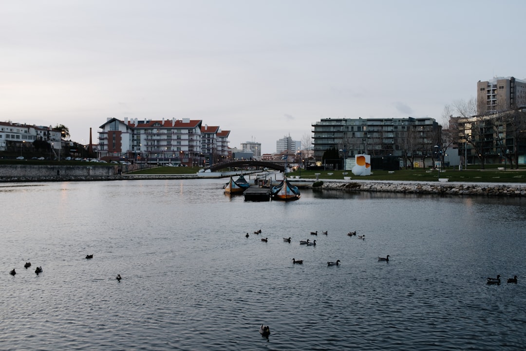 birds on body of water